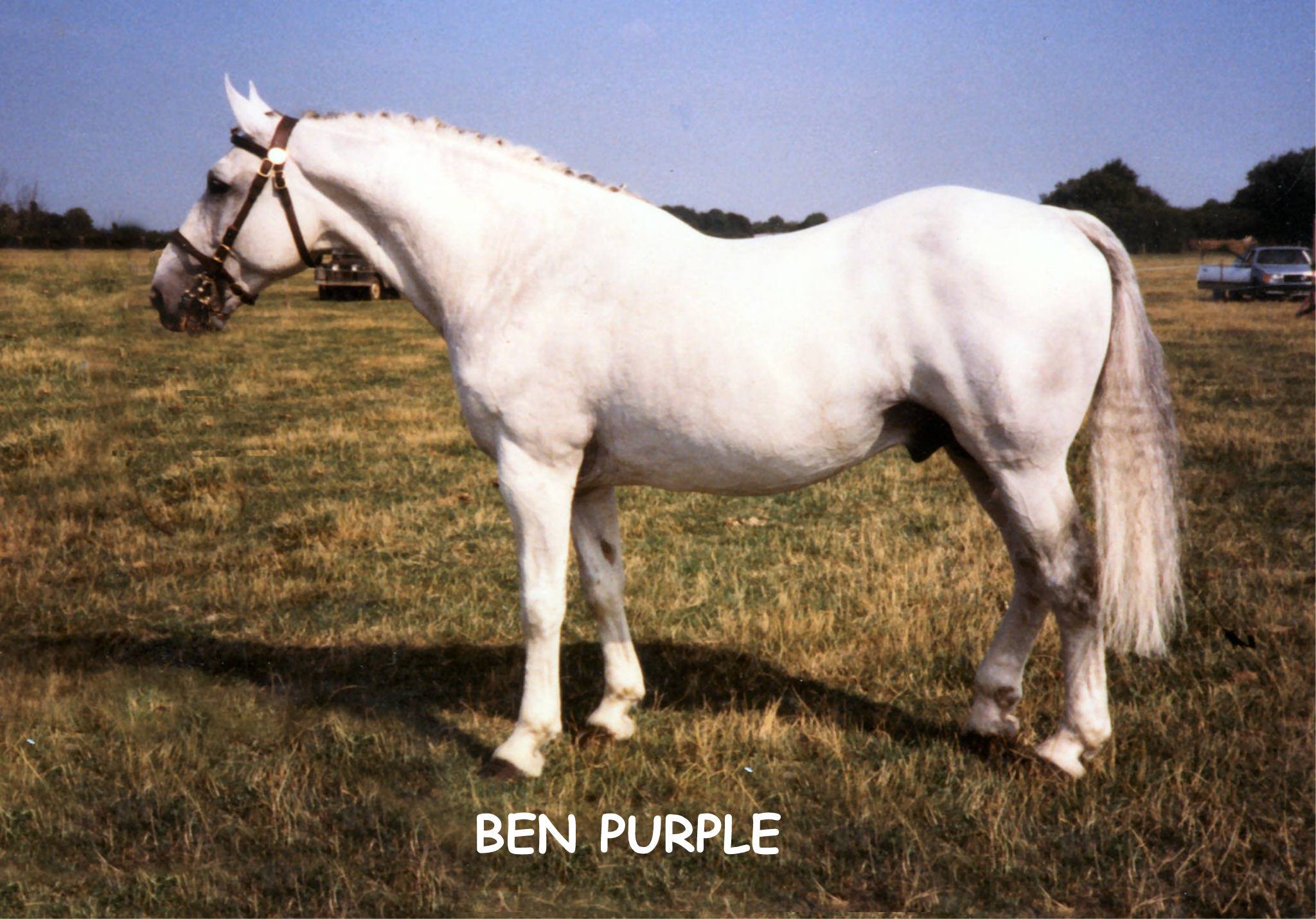 Ben Purple